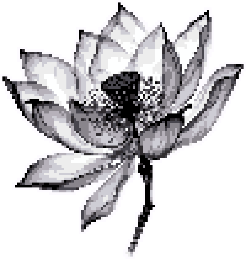黑莲花